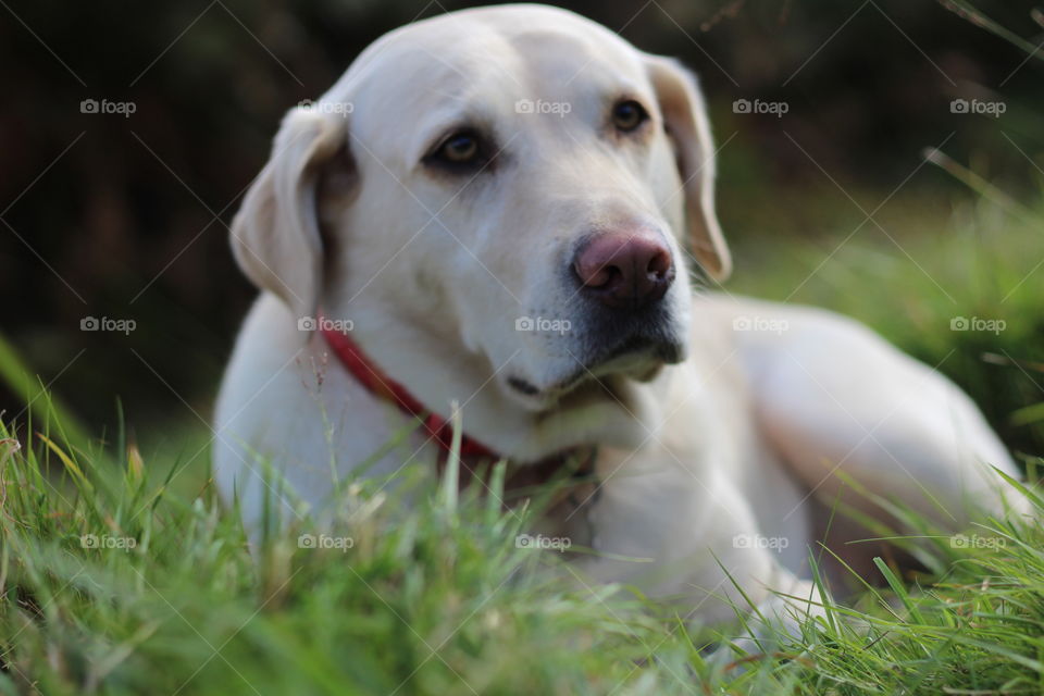 Dog, Grass, Animal, Cute, Pet