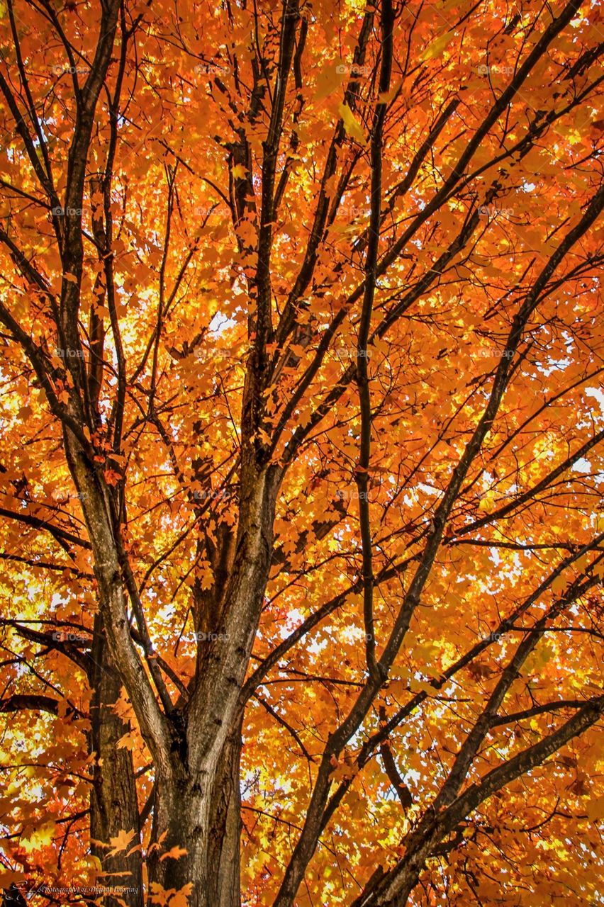 Beautiful Autumn Tree