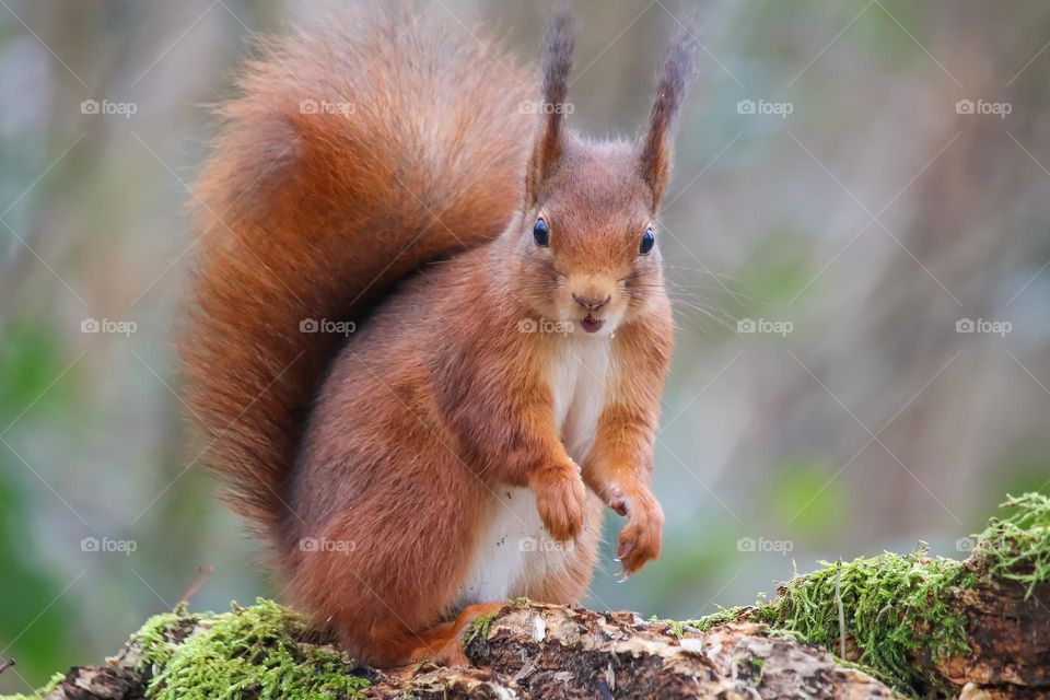 Cute red squirrel portrait in the forest