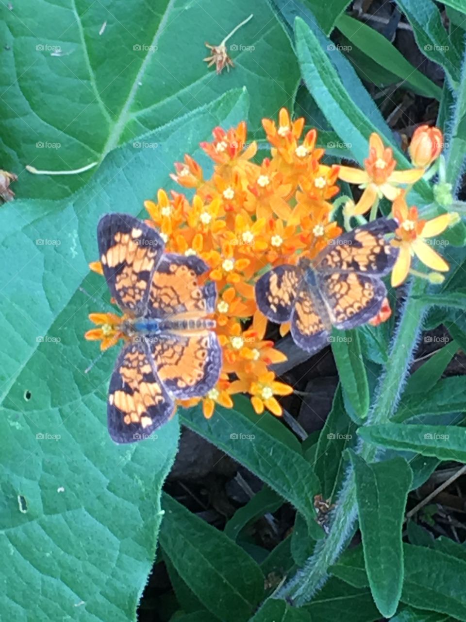 Butterflies and Wildflowers 