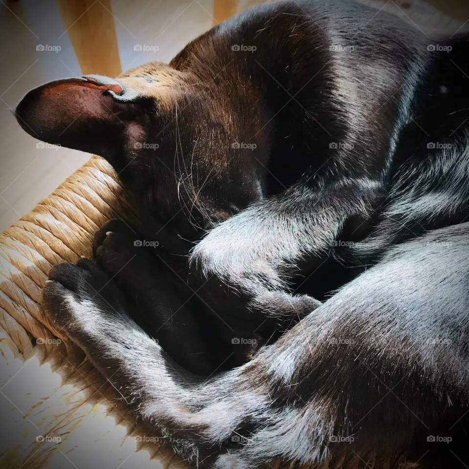 Sleeping Cat