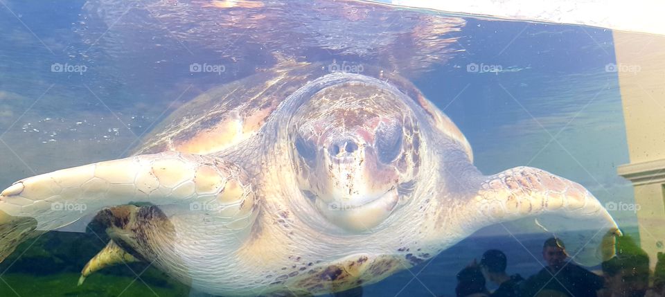 Musée Océanographique de Monaco