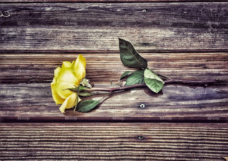 Yellow rose is on the wooden floor 