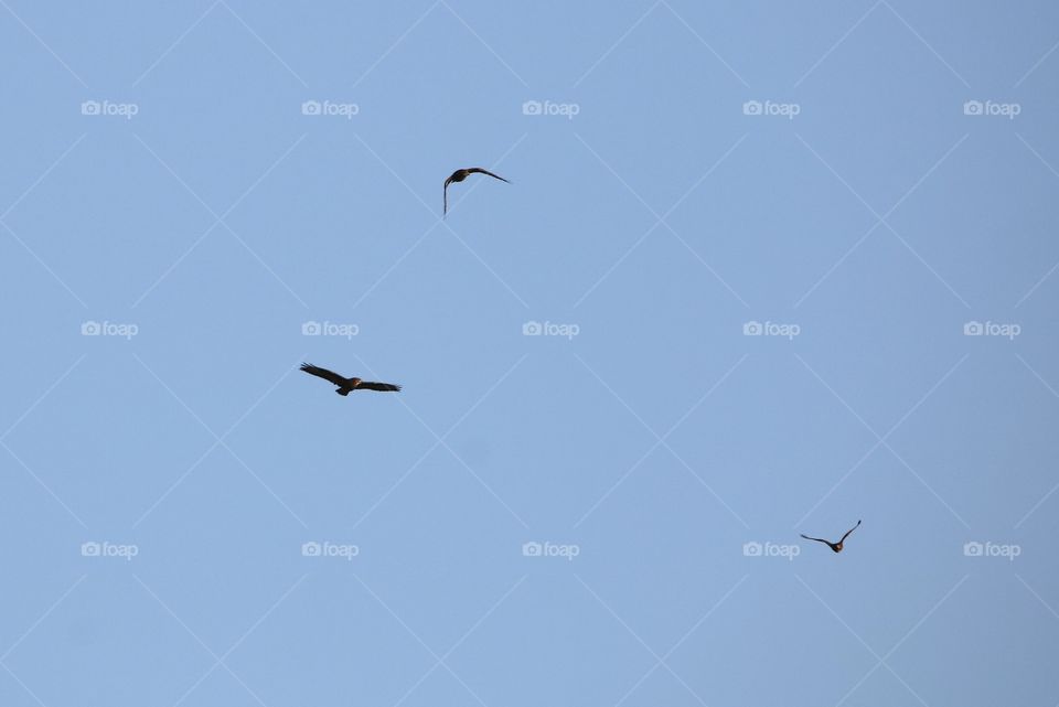 3 buzzards