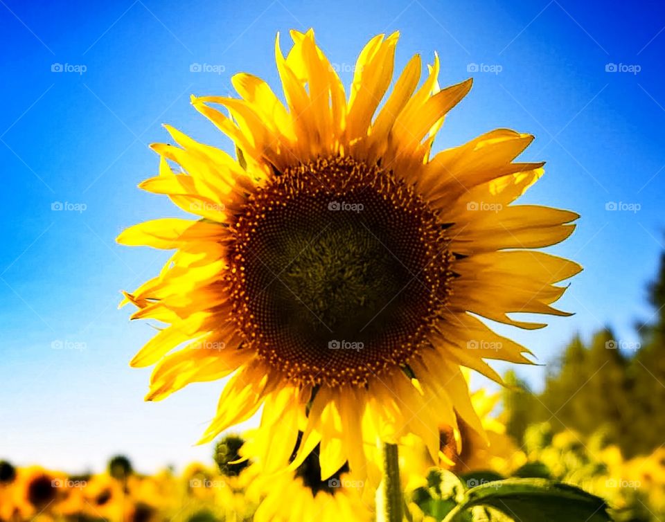 Bright, Big, beautiful yellow sunflowers take over the fields of Mn during the short summer months. 
