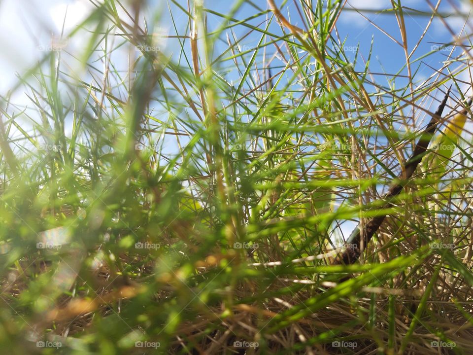 green grass in a close--up mode