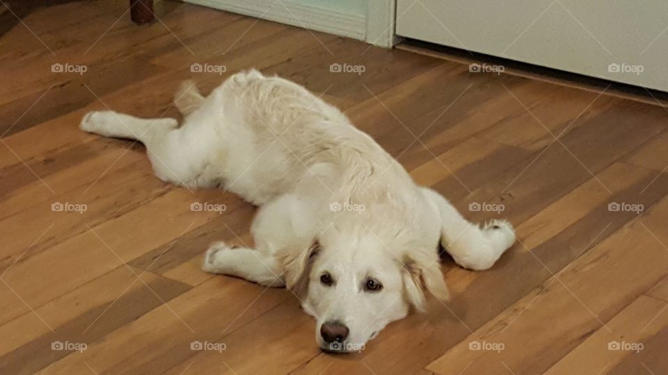 Dog resting on hardwood floor