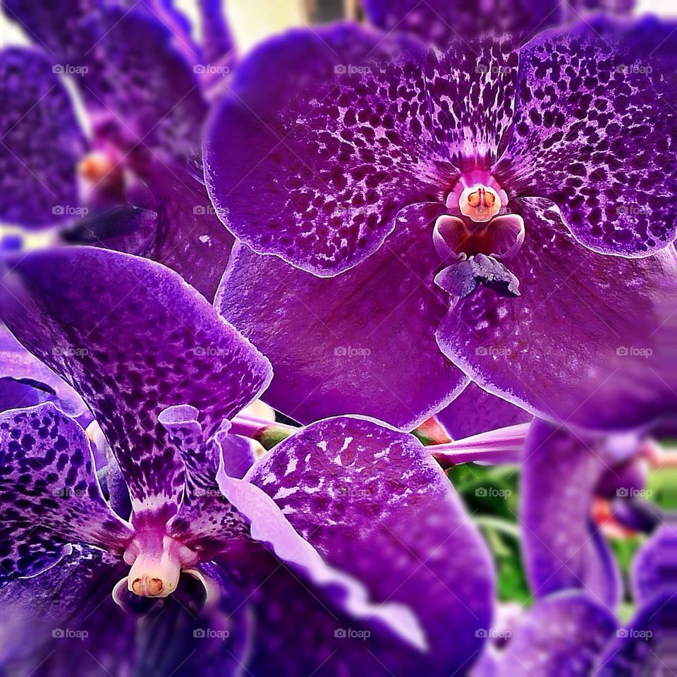 flower purple orchid hampton court by lateproject