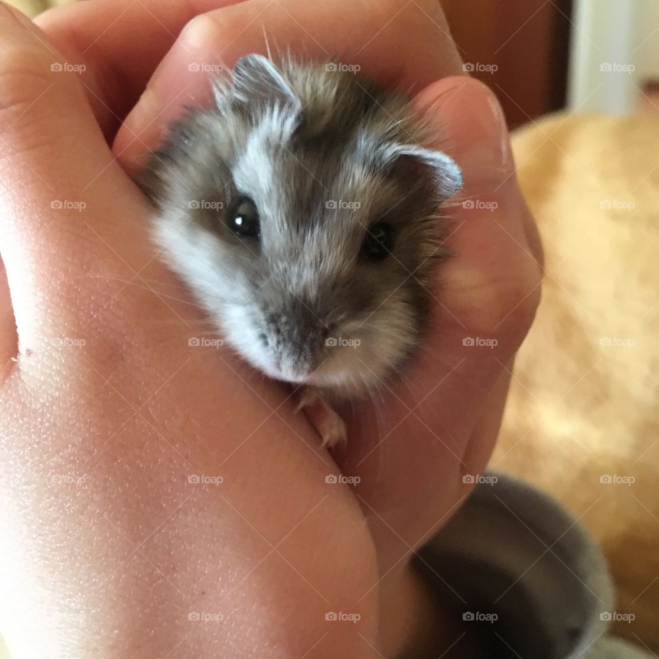 Dwarf hamster cuddle