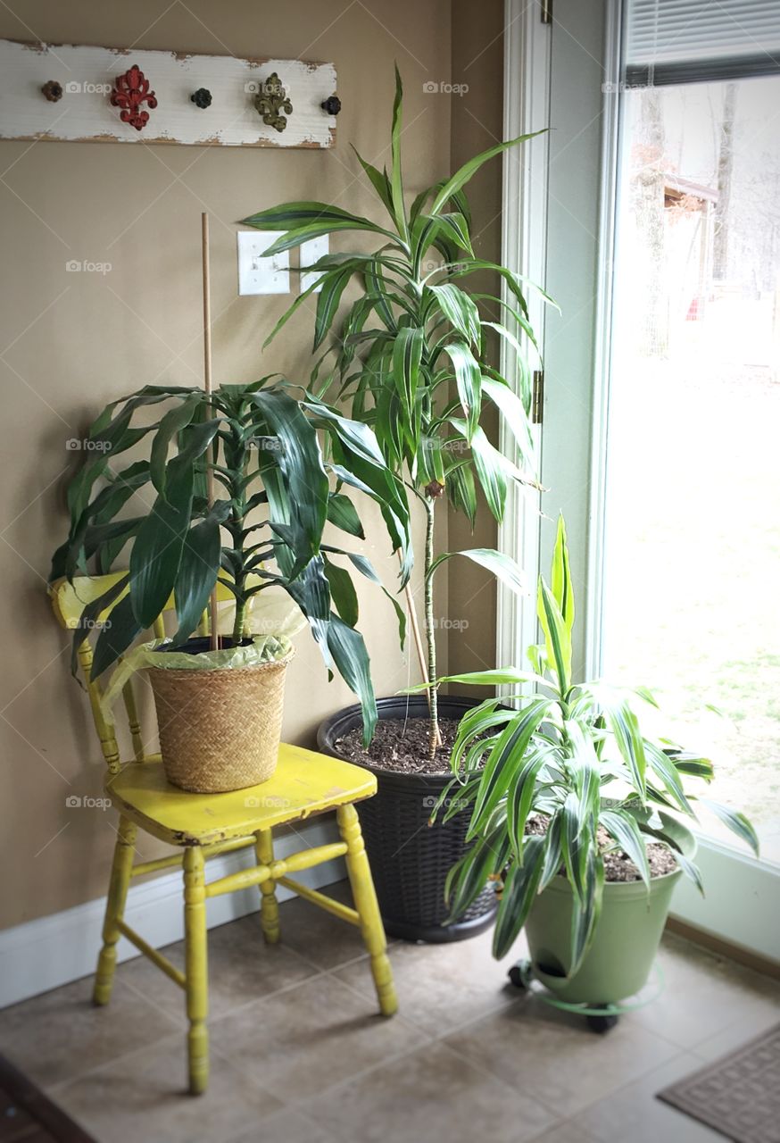 Group of Houseplants