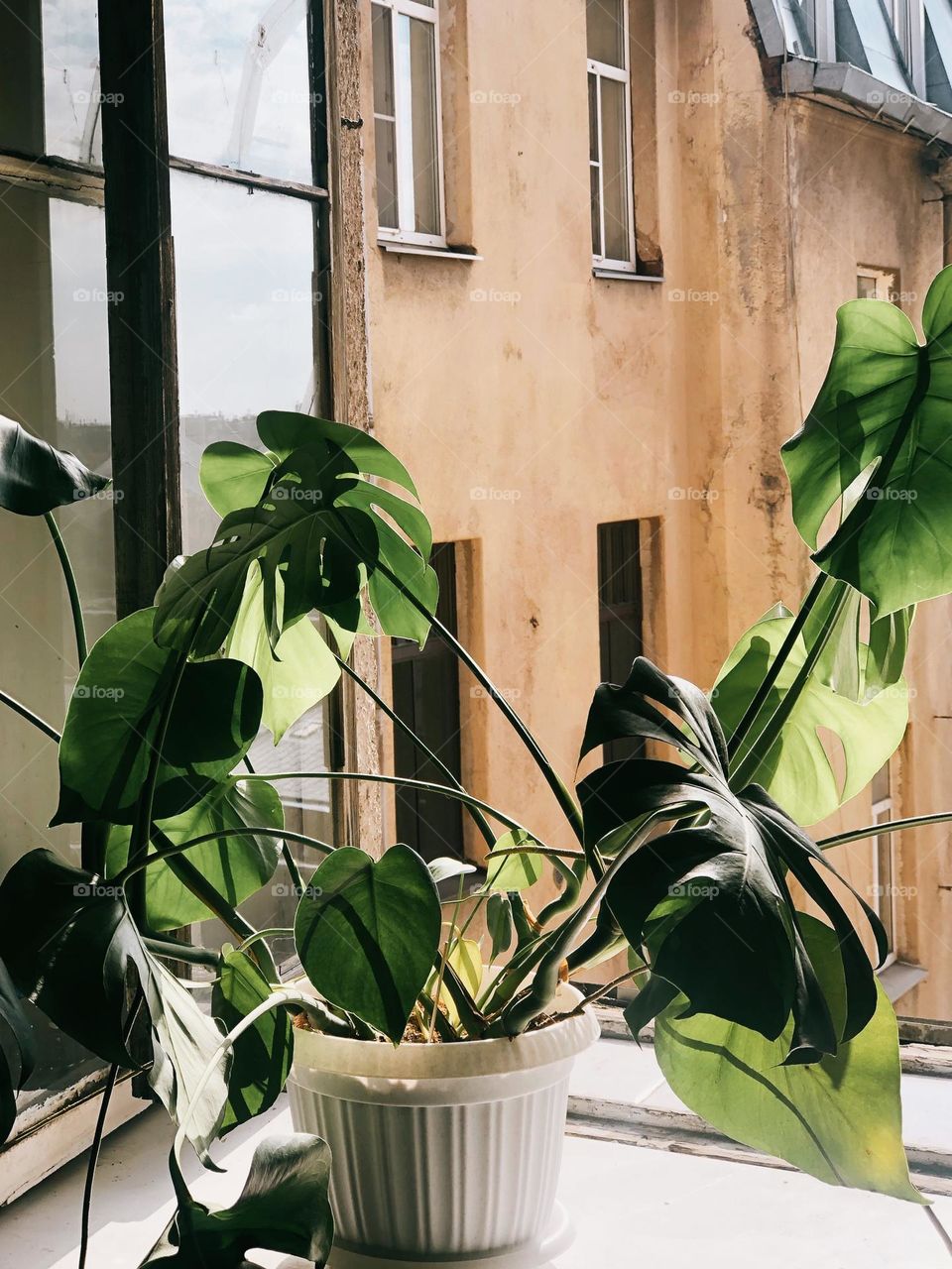 Monstera on a window