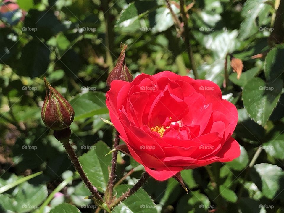 Beautiful reddish petals rose