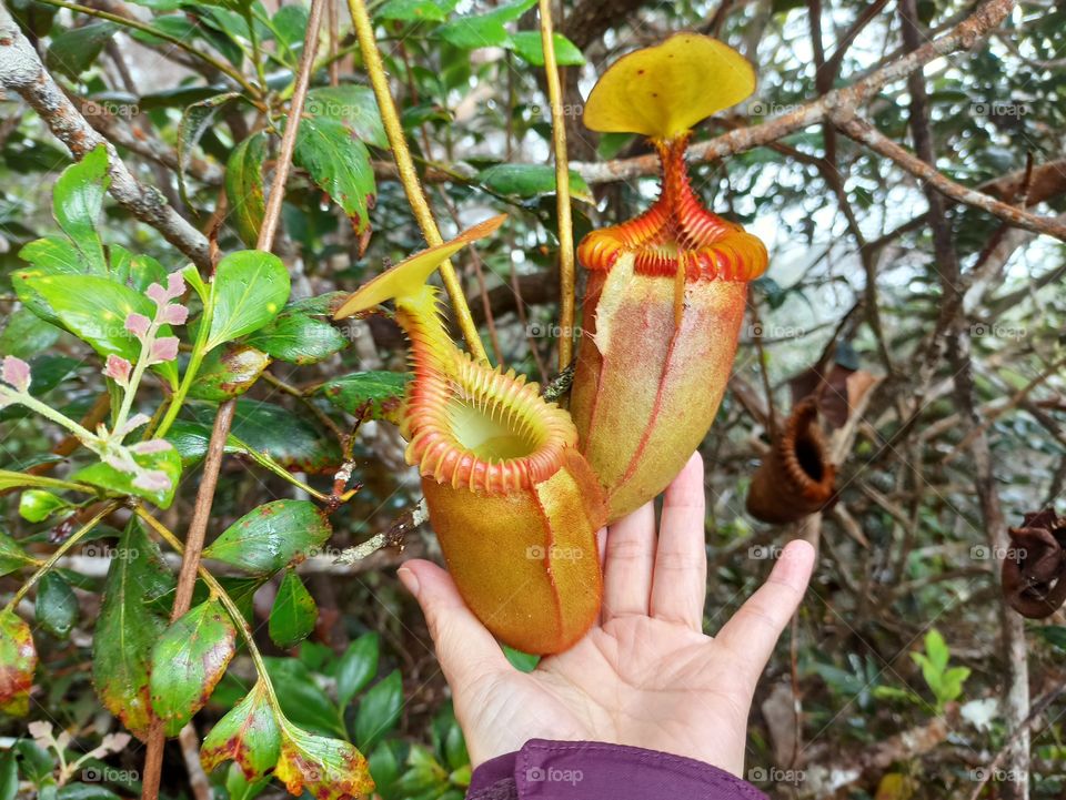 Cut out hand holding pitcher plant, Nepenthes Villosa of Mount Kinabalu, Sabah Borneo, Malaysia