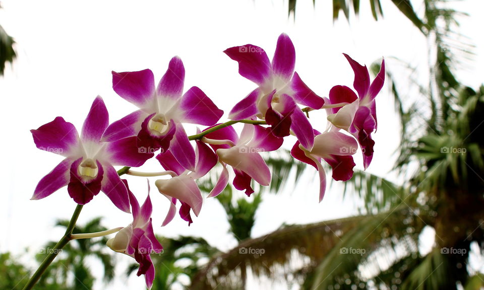 Magenta Orchids
