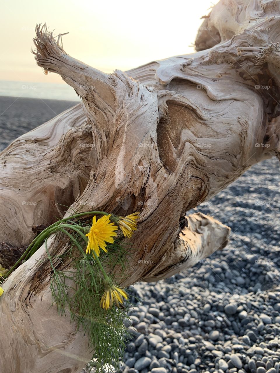 Driftwood and dying daisies 