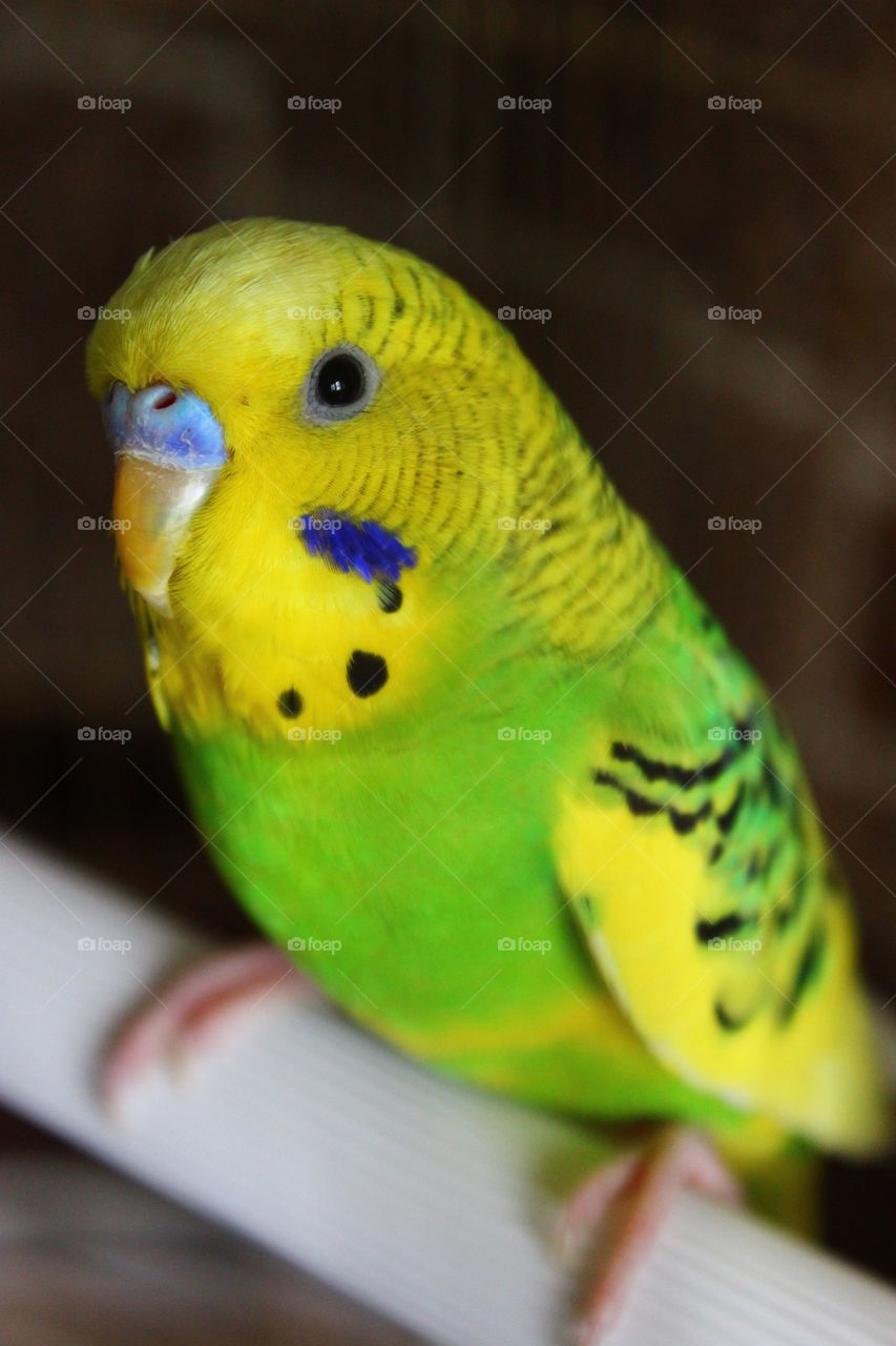 parrot