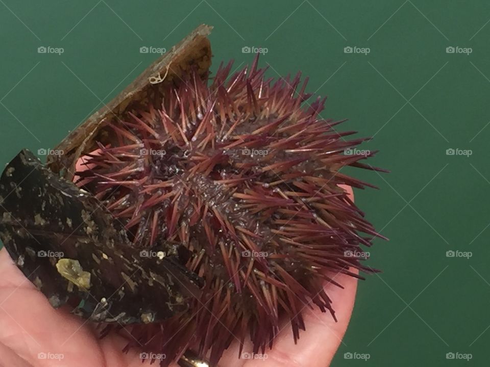 A sea urchin