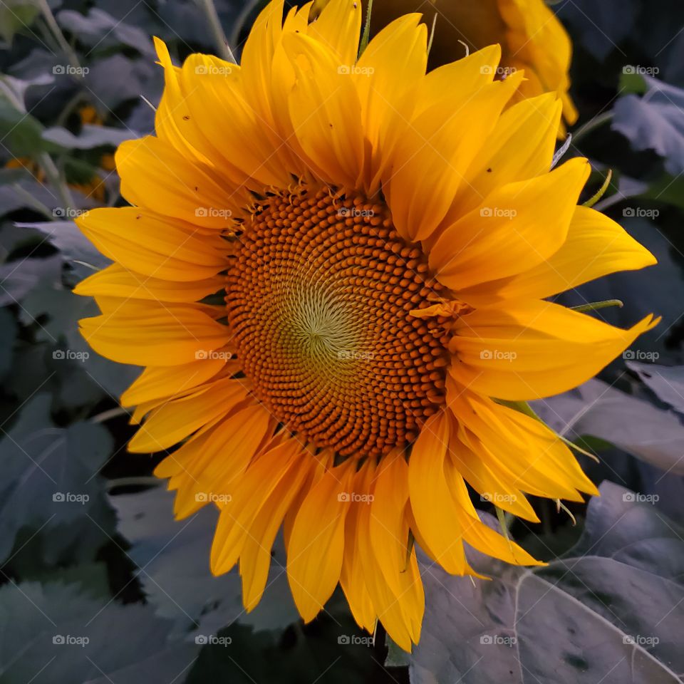 beautiful close up sunflower