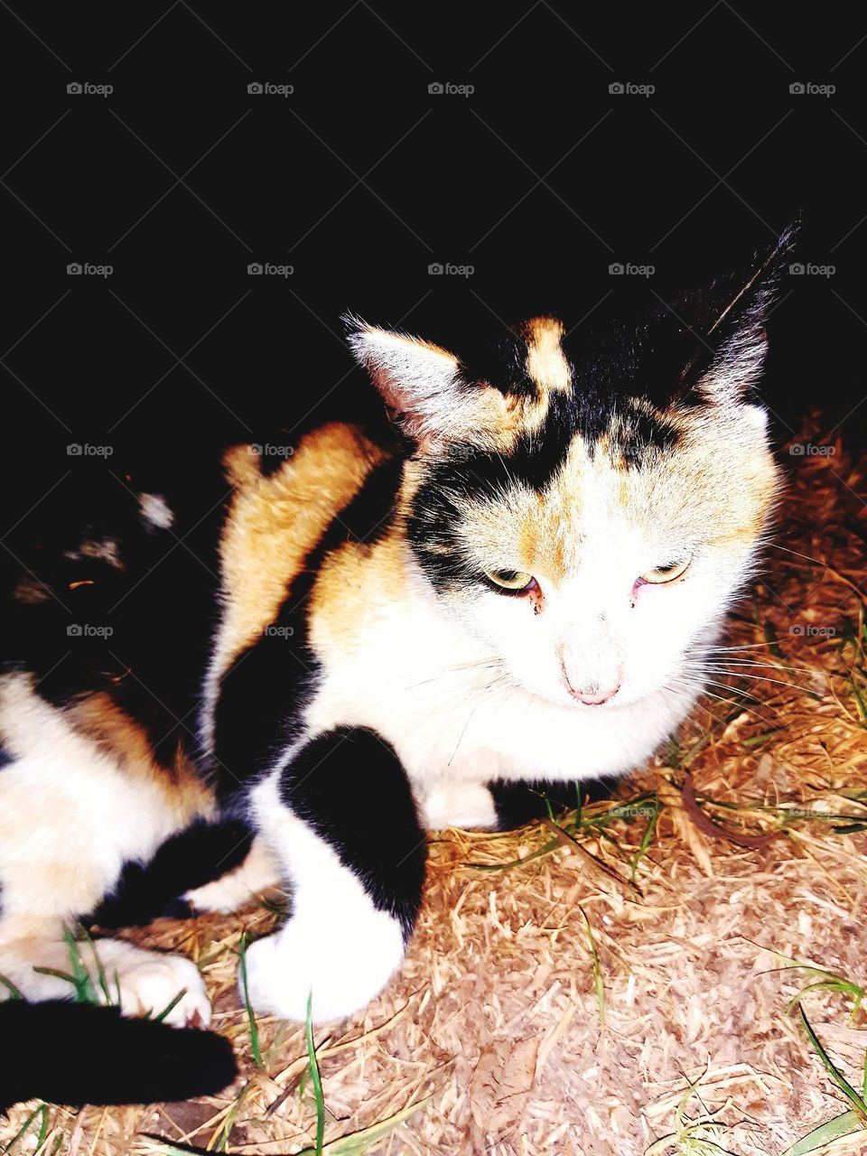 A close-up of a calico cat with black, white, and orange fur, lying on grass during the night under artificial lighting. The dark background emphasizes the cat's unique colors and patterns. Captured on March 22, 2024.