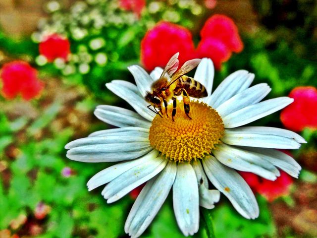 Nature, Flower, Summer, Garden, Flora