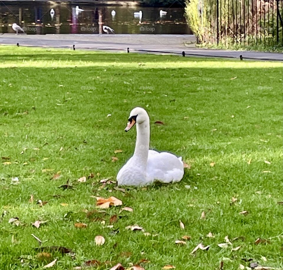 A majestic mute swan sits gracefully on the lush green lawn, its feathers pristine. In the background, several swans glide elegantly across the serene pond, creating a tranquil and picturesque scene.