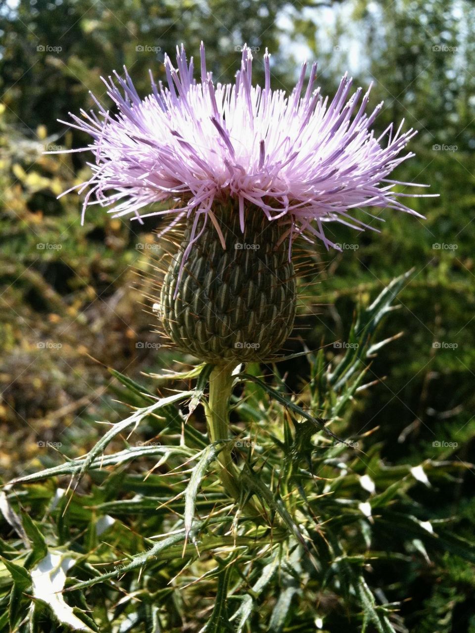 Late summer purple thistle flower meadow field countryside sunshine walking trail 