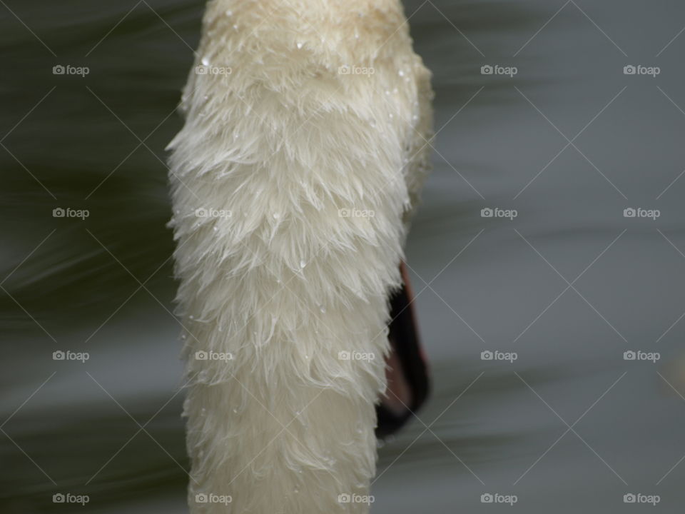 Cuello de Cisne 