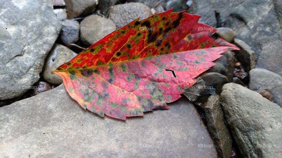 falling leaves