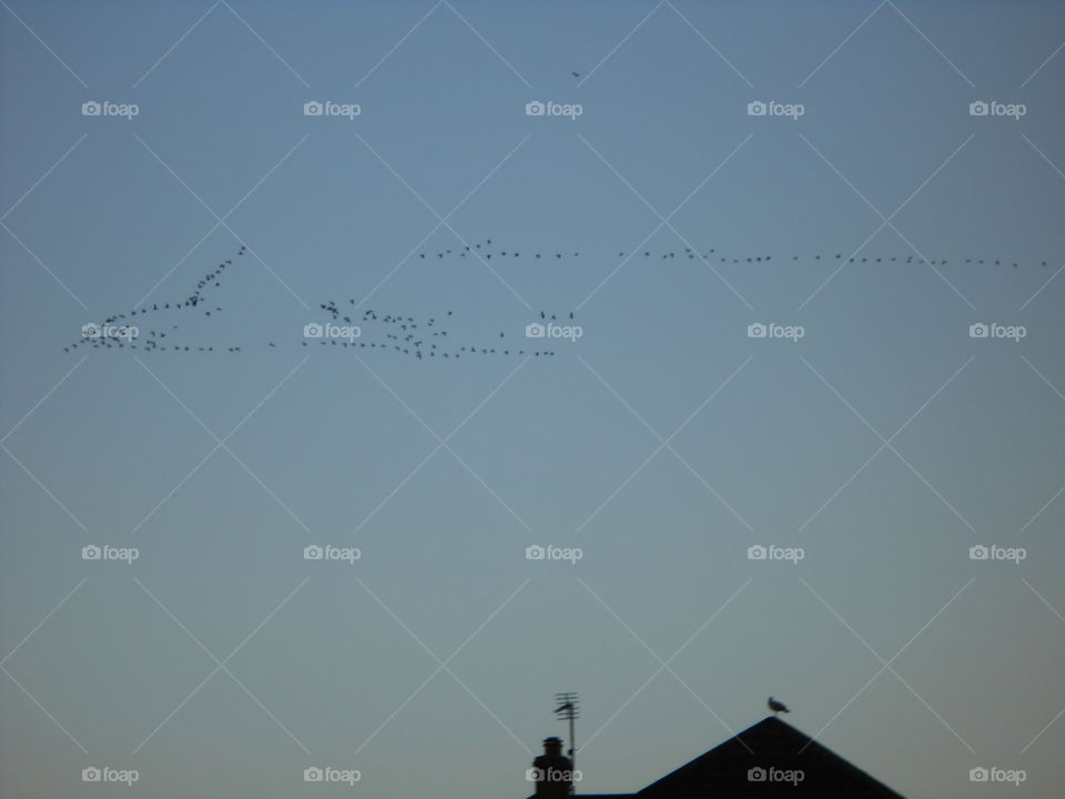 A flock of birds flying