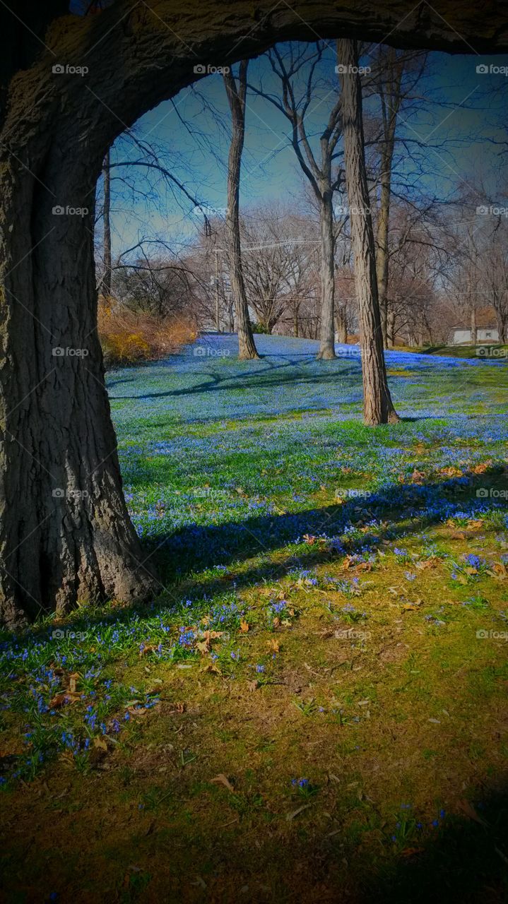 Springtime Bowen Park, Waukegan IL
