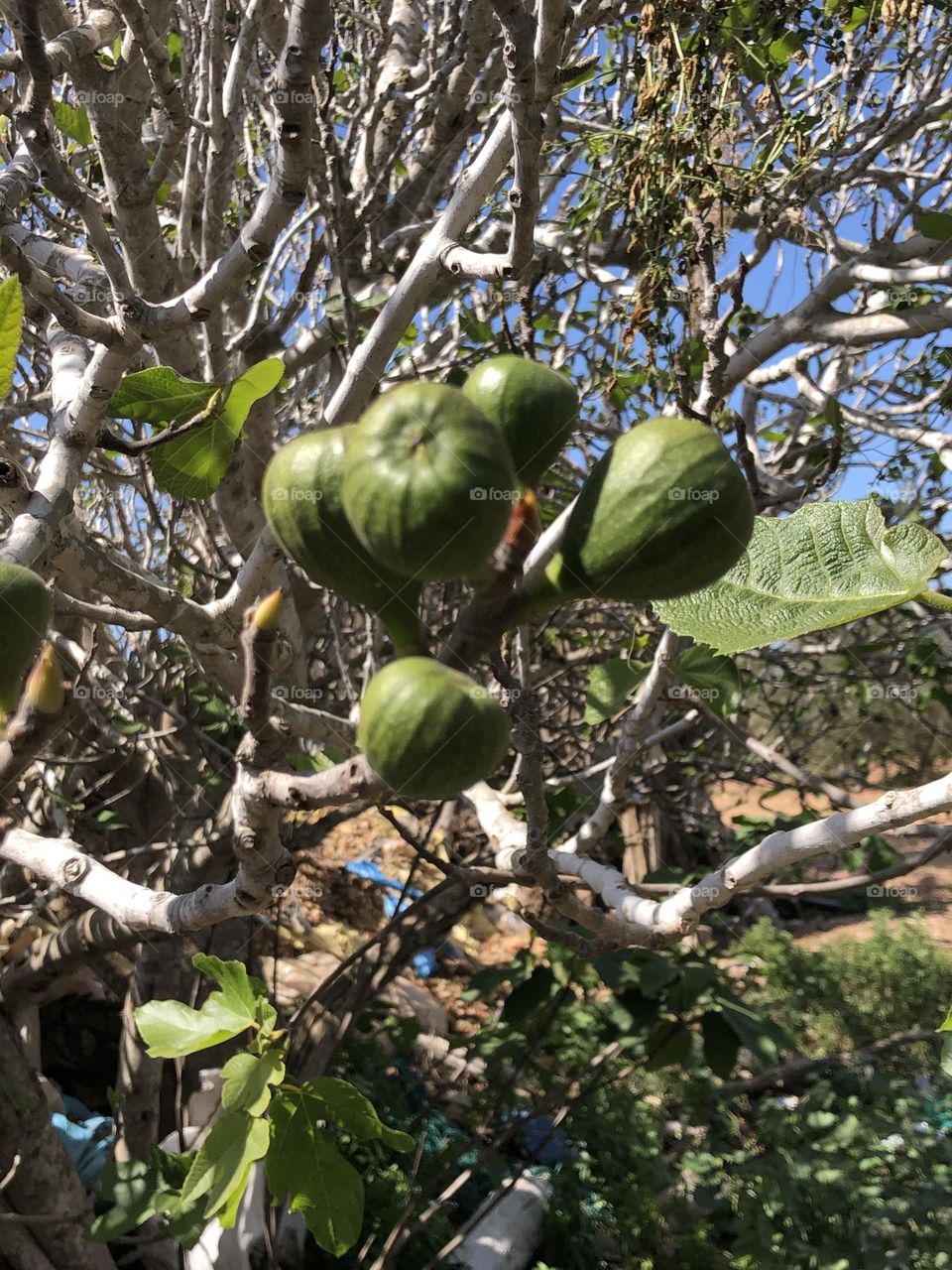 Beautiful figs on leaves of a tree