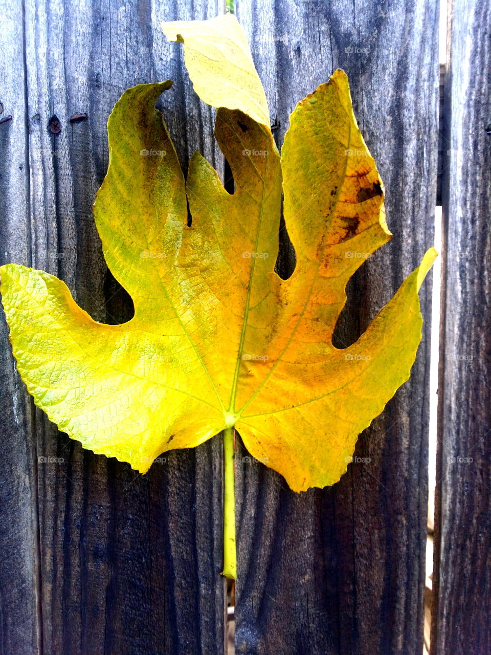 Yellow Fig Leaf