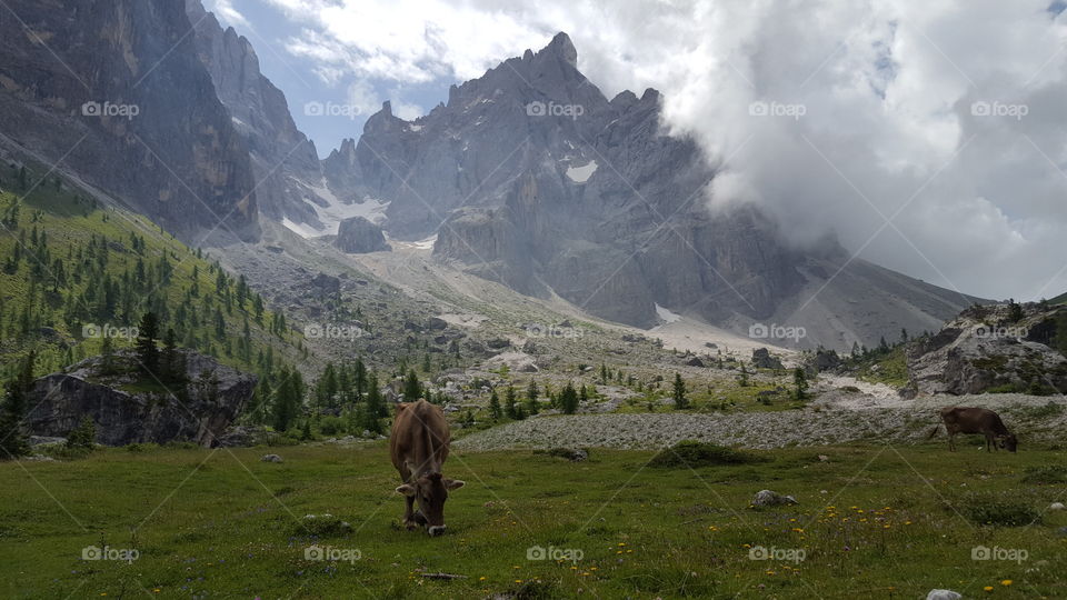The beautiful Dolomites - alps, mountains, cow - Dolomiterna vandring berg ko