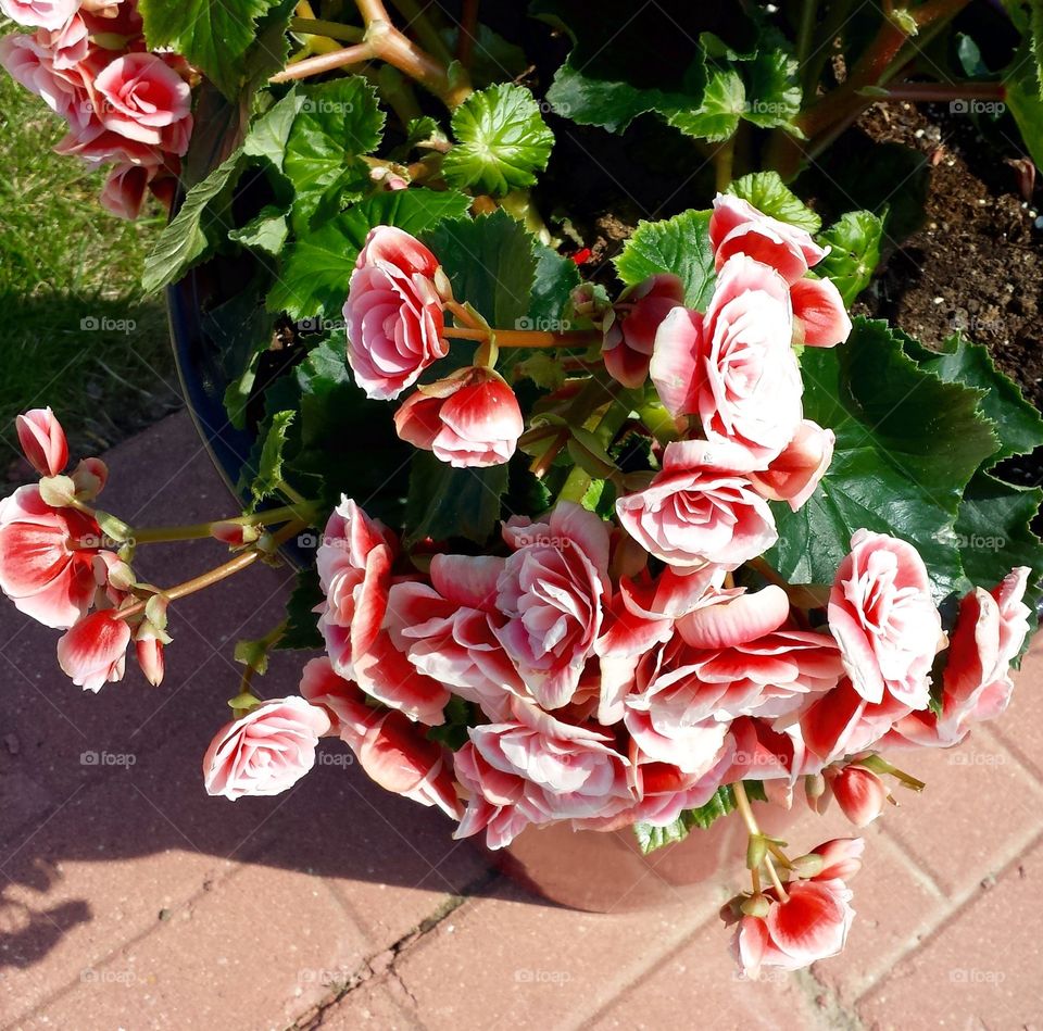 Flowerpot for Pink. Mini Roses