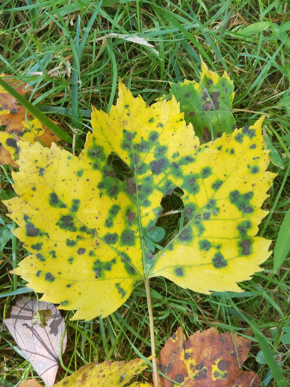 Leaf laying on the ground at the beginning of Autumn