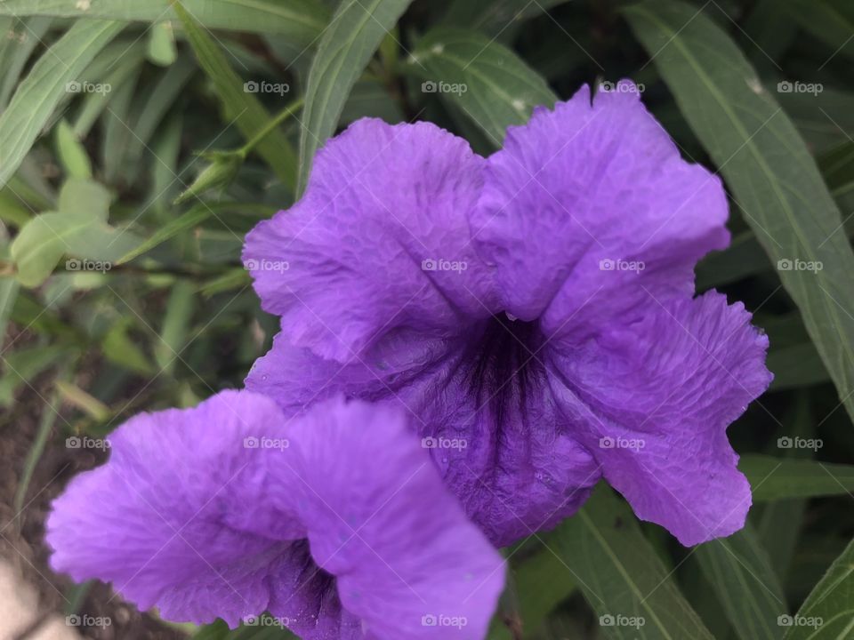 Pretty purple flowers against green leaves