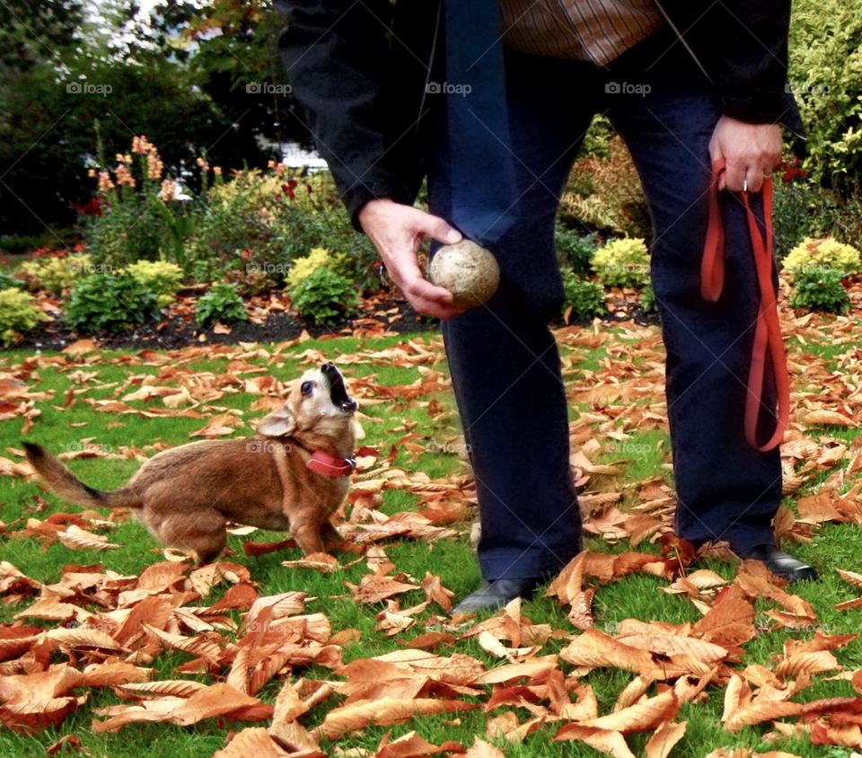 Training dog new tricks - man’s after work hobby 