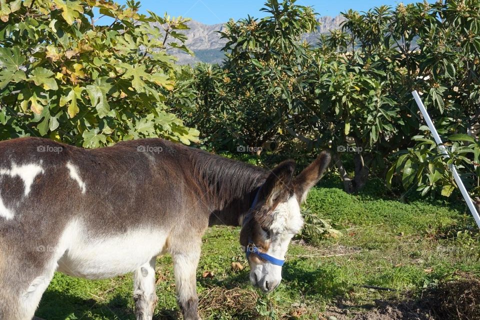 Donkey#animal#pet