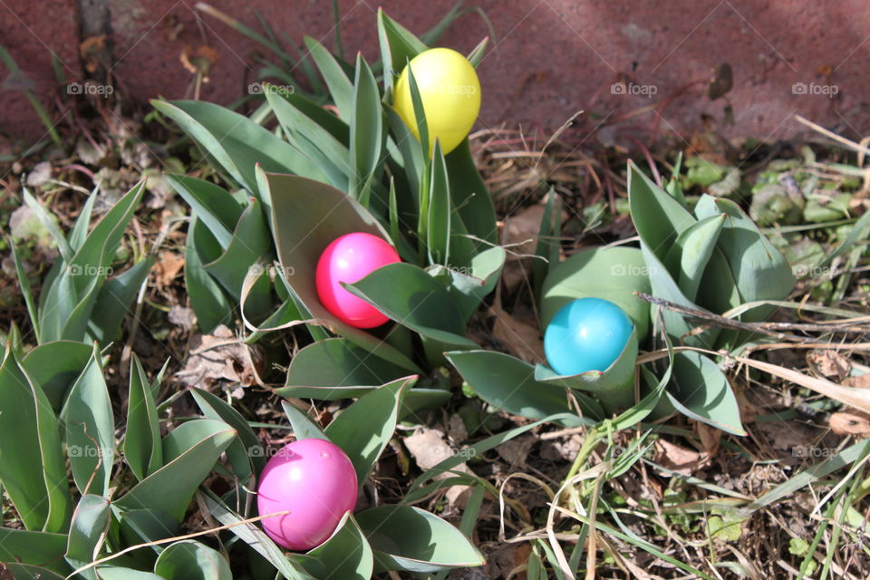 Easter Eggs bloom in the spring