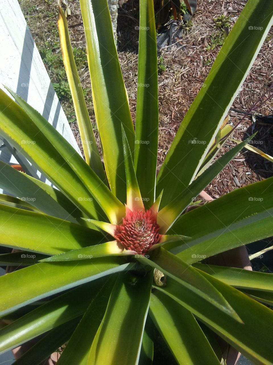 Baby pineape