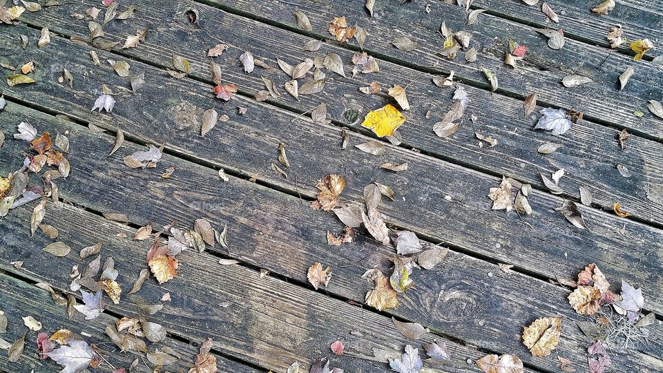 Leafed on the Boardwalk