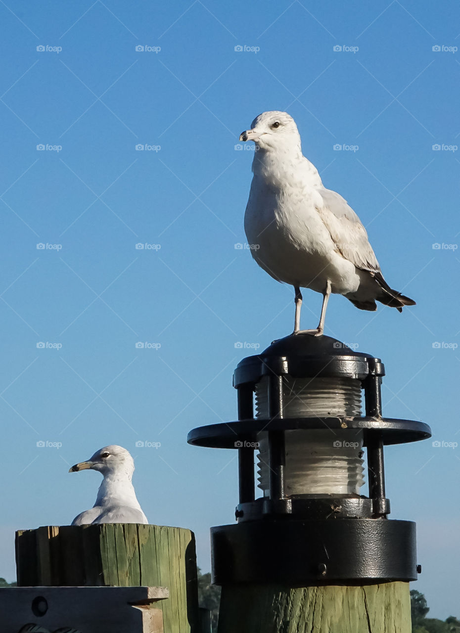 Two Gulls on light post 