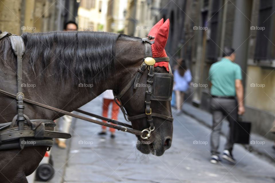 Blinkered carriage horse on Florence street Italy