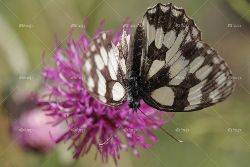 View of butterfly on flower