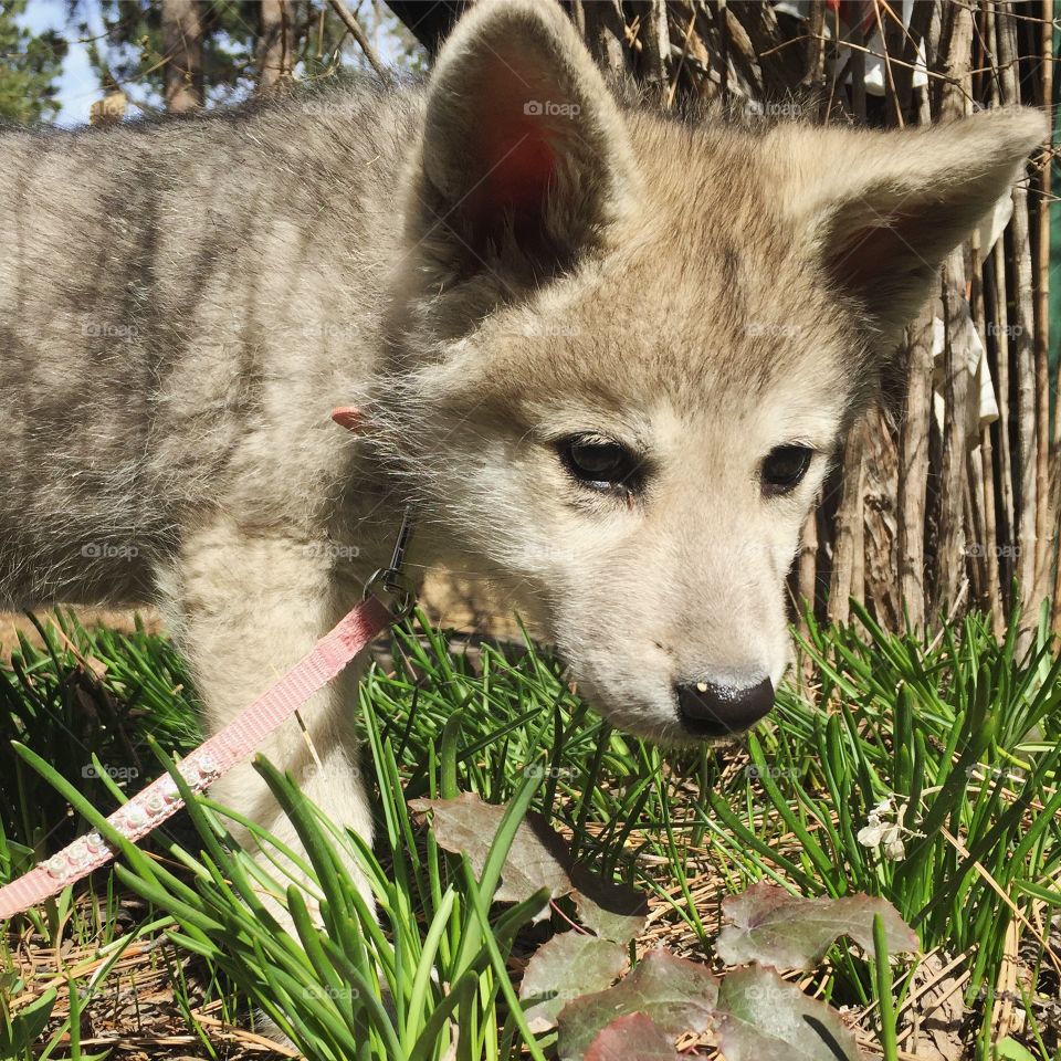 Wolf puppy keeva exploring the grass and seeing how edible it is. Turns out she loves her greens!! 