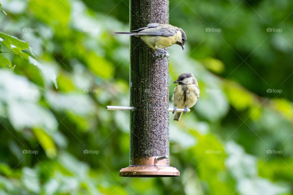Birds at bird feeder