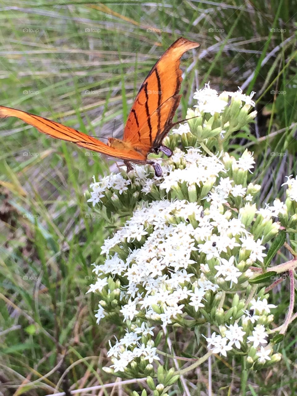 Monarca butterfly