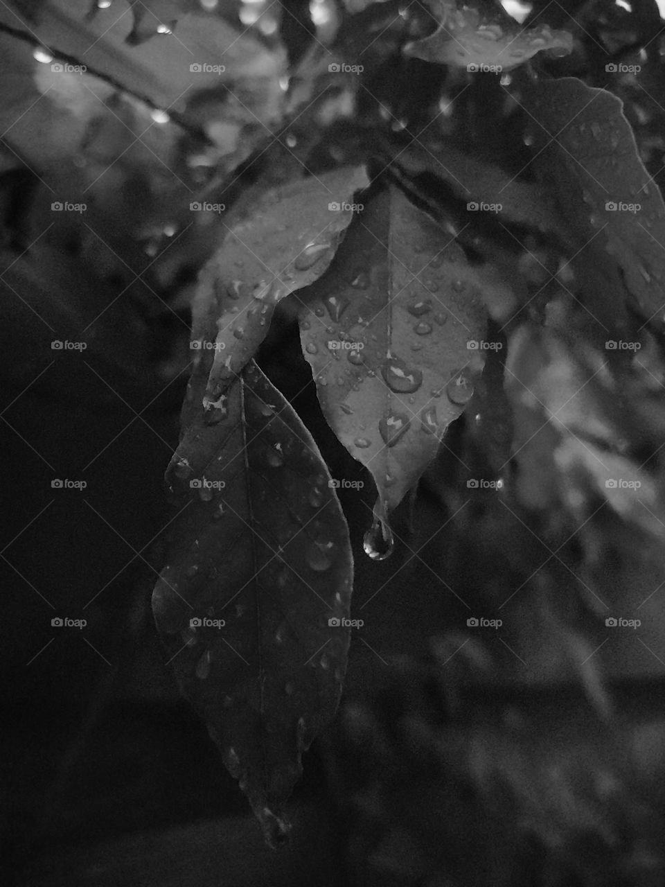 Raindrops on a leaves after the rain