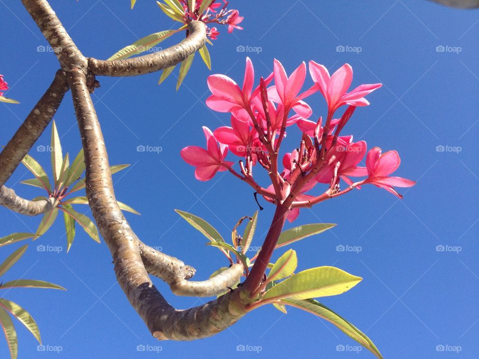 Summer flowers and sky