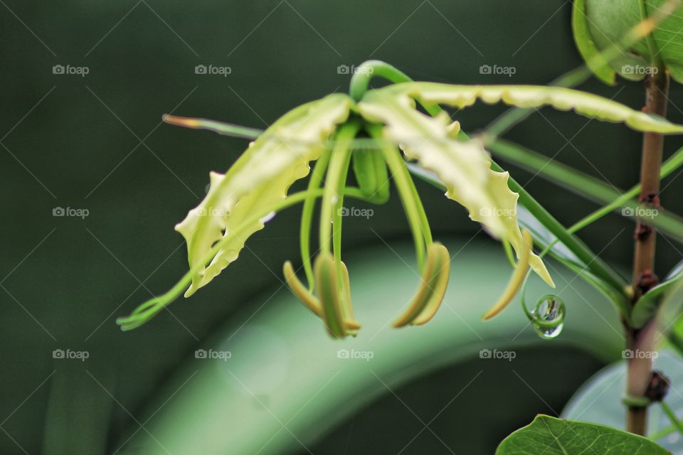 on a rainy day blooming star flowers